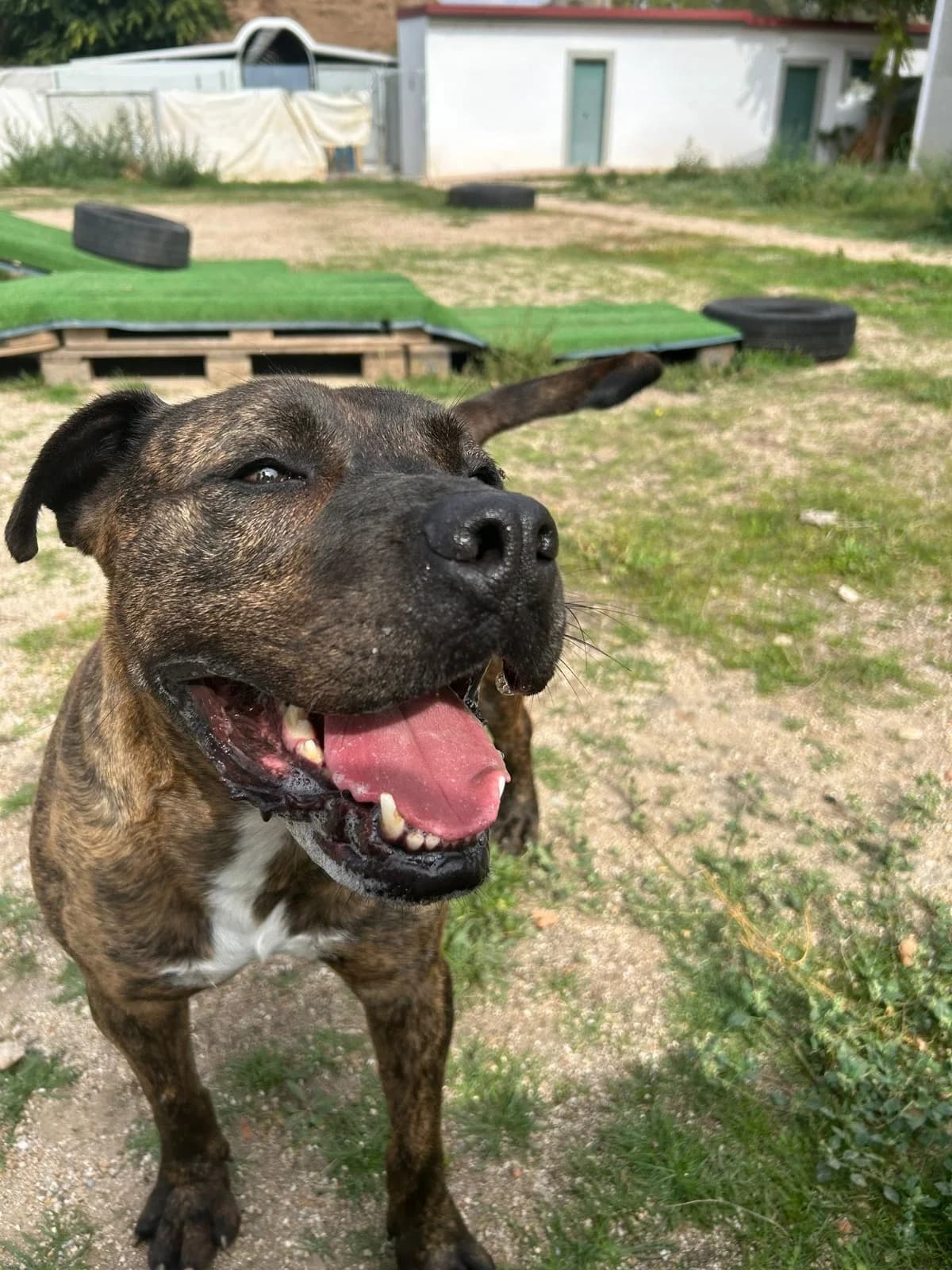 SALVA, male Mixed Breed for adoption at CIMPA Alcalá de Henares