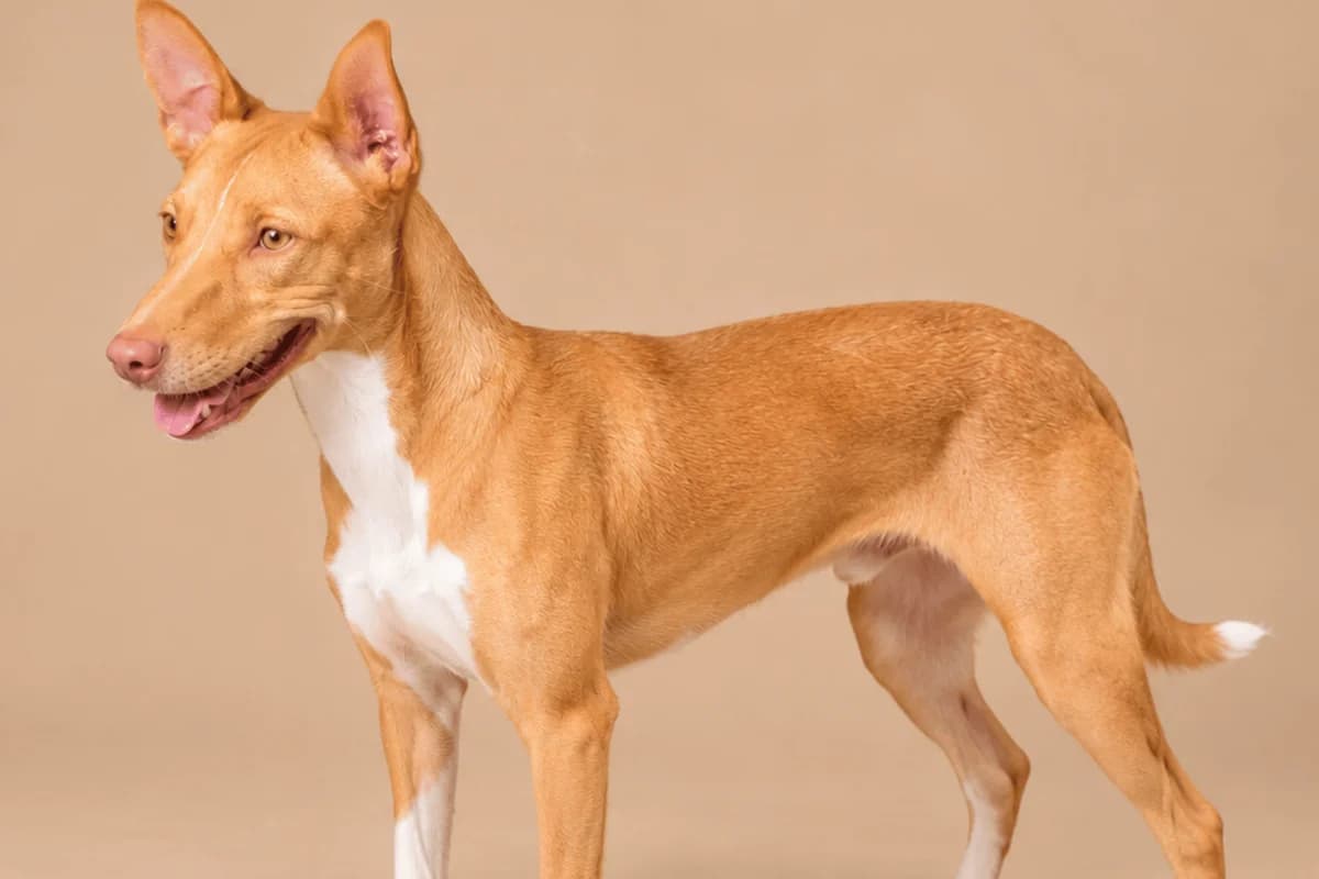 SAMUS, female Podenco for adoption at CIMPA Alcalá de Henares