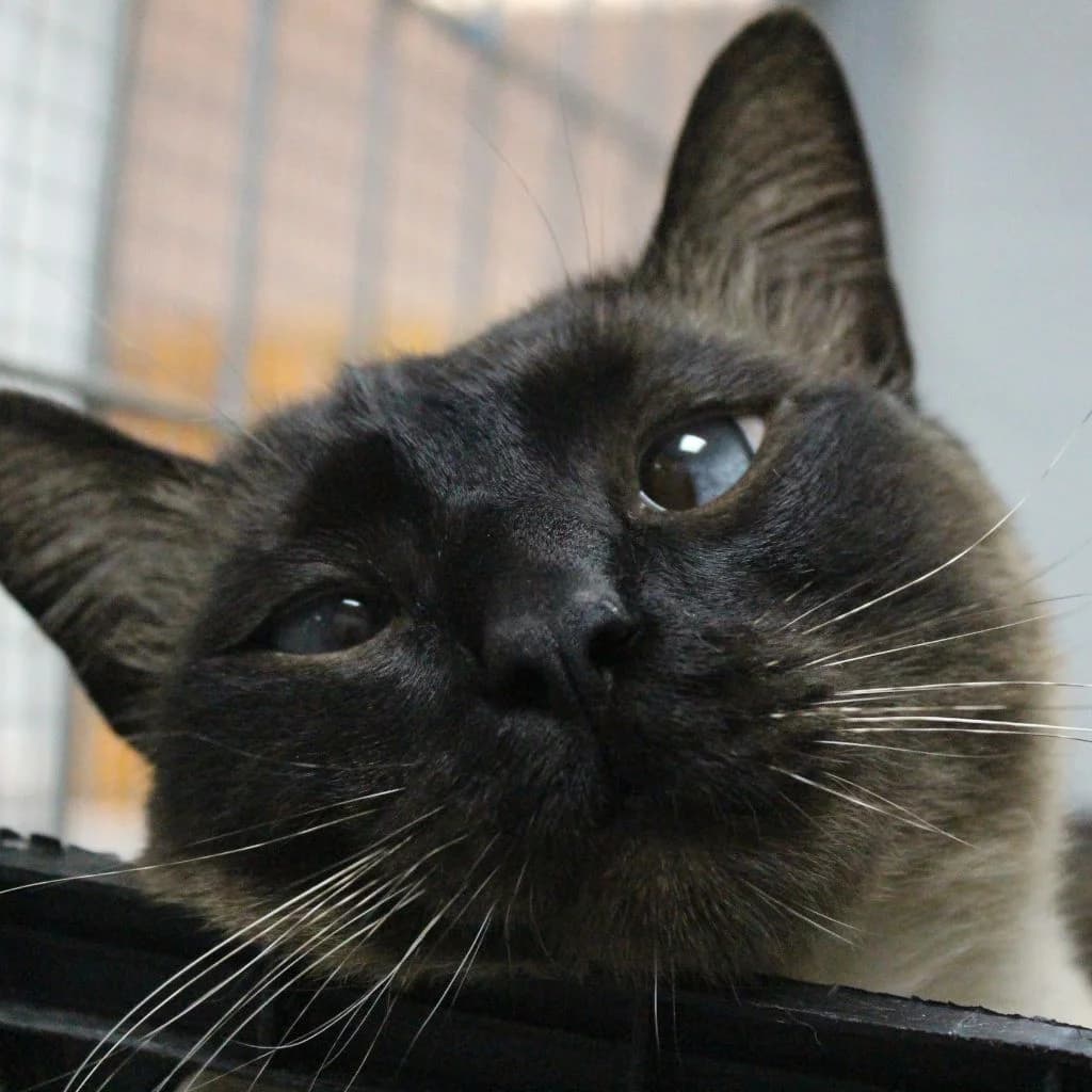 SÁNDALO, male Siamese for adoption at CIMPA Alcalá de Henares