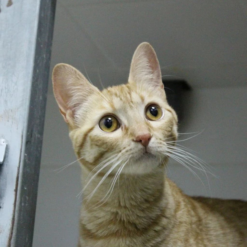 EINARA, female European Shorthair for adoption at CIMPA Alcalá de Henares