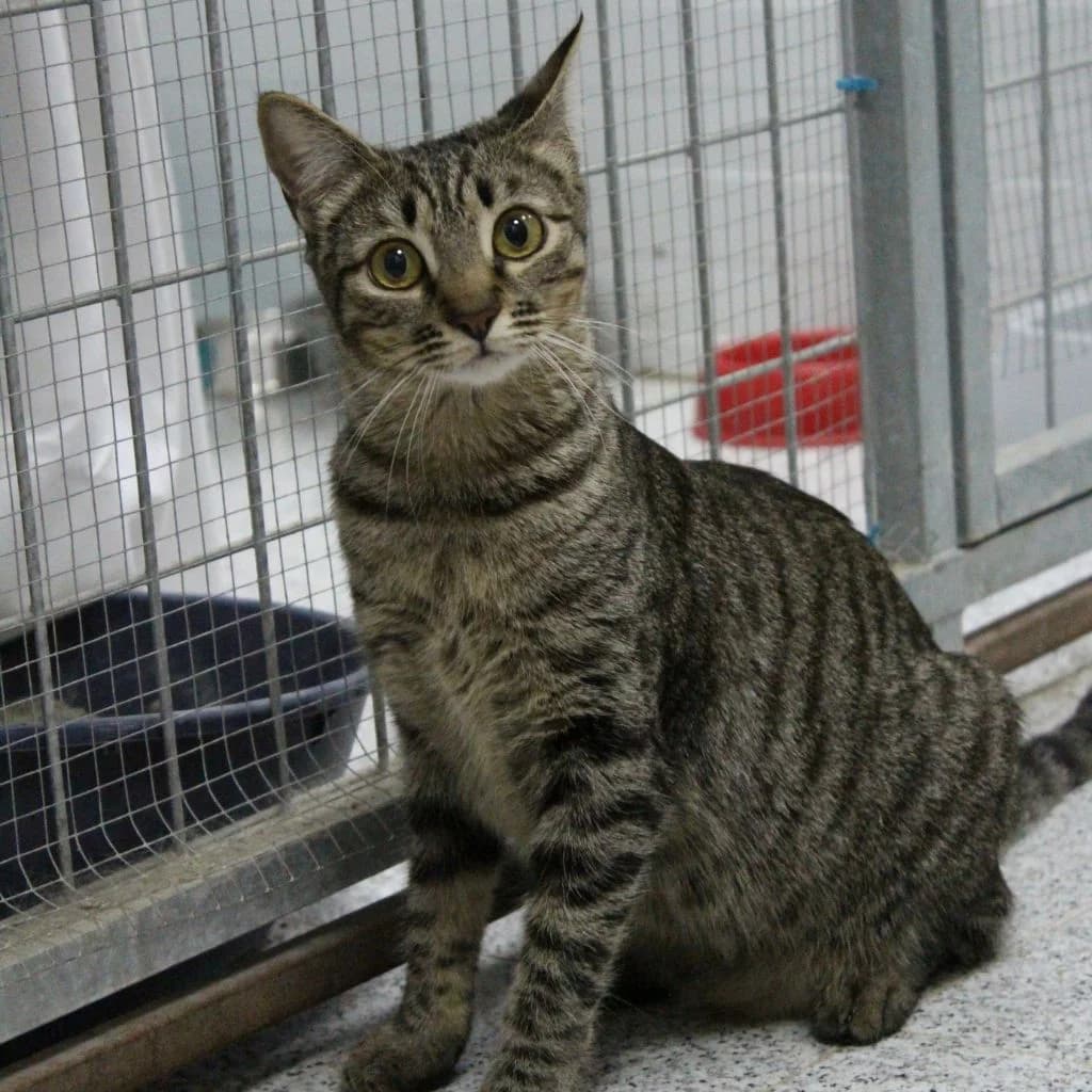 SAPHIRA, female European Shorthair for adoption at CIMPA Alcalá de Henares