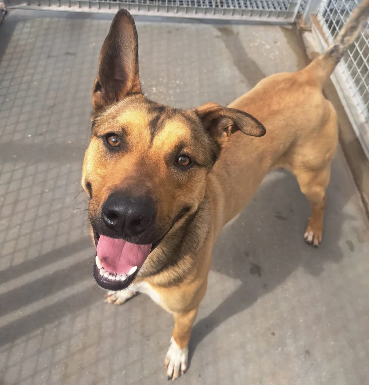 STING, male Mixed Breed for adoption at CIMPA Alcalá de Henares