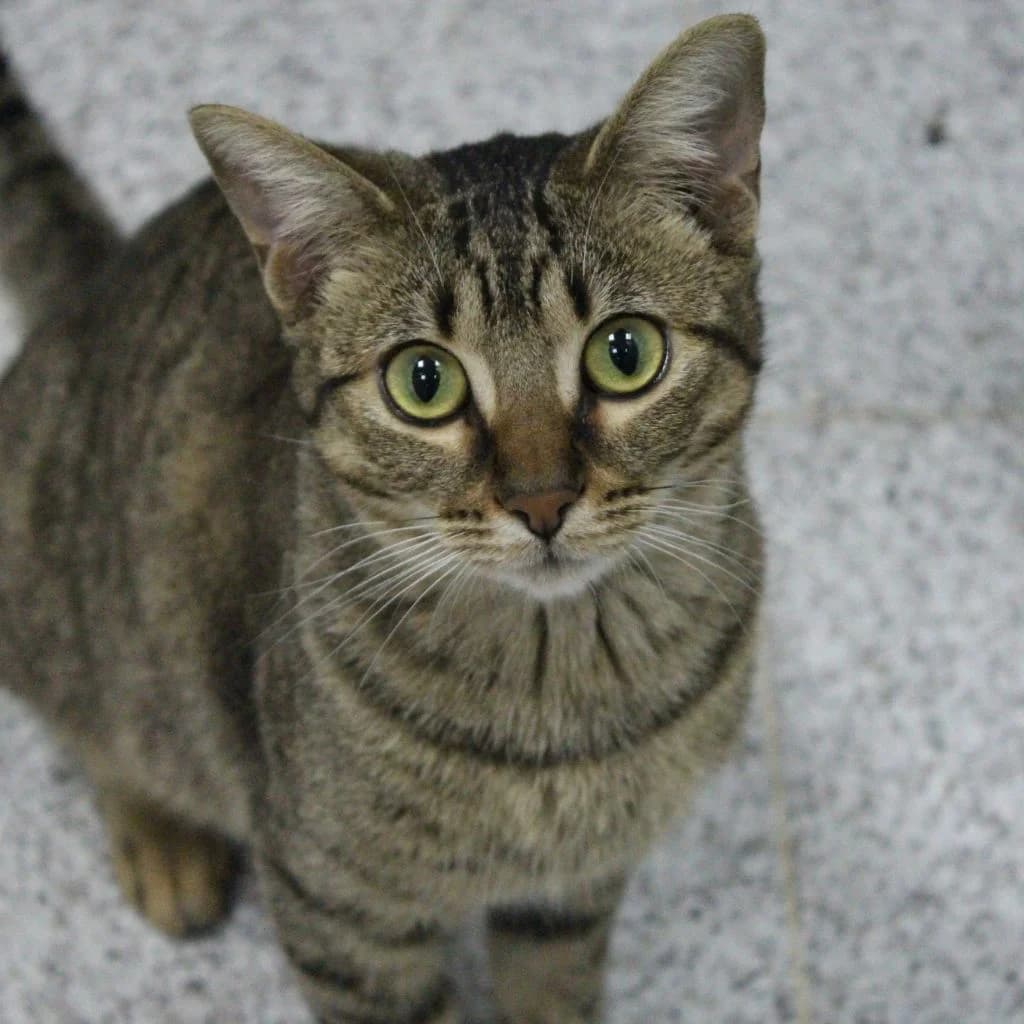 TAWELI, female European Shorthair for adoption at CIMPA Alcalá de Henares