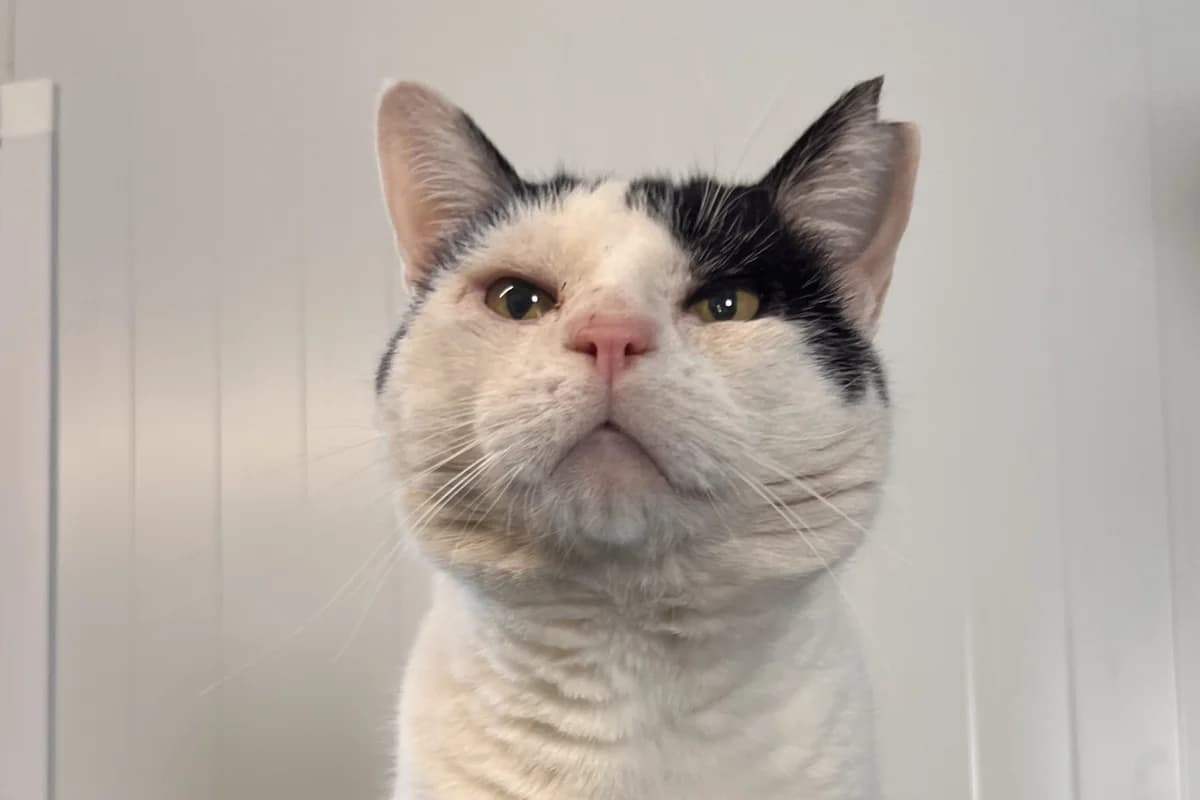 TÉMPANO, male European Shorthair for adoption at CIMPA Alcalá de Henares