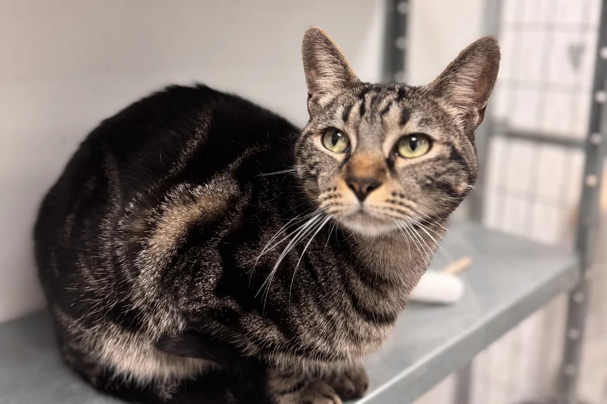 TIGRI, male European Shorthair for adoption at CIMPA Alcalá de Henares
