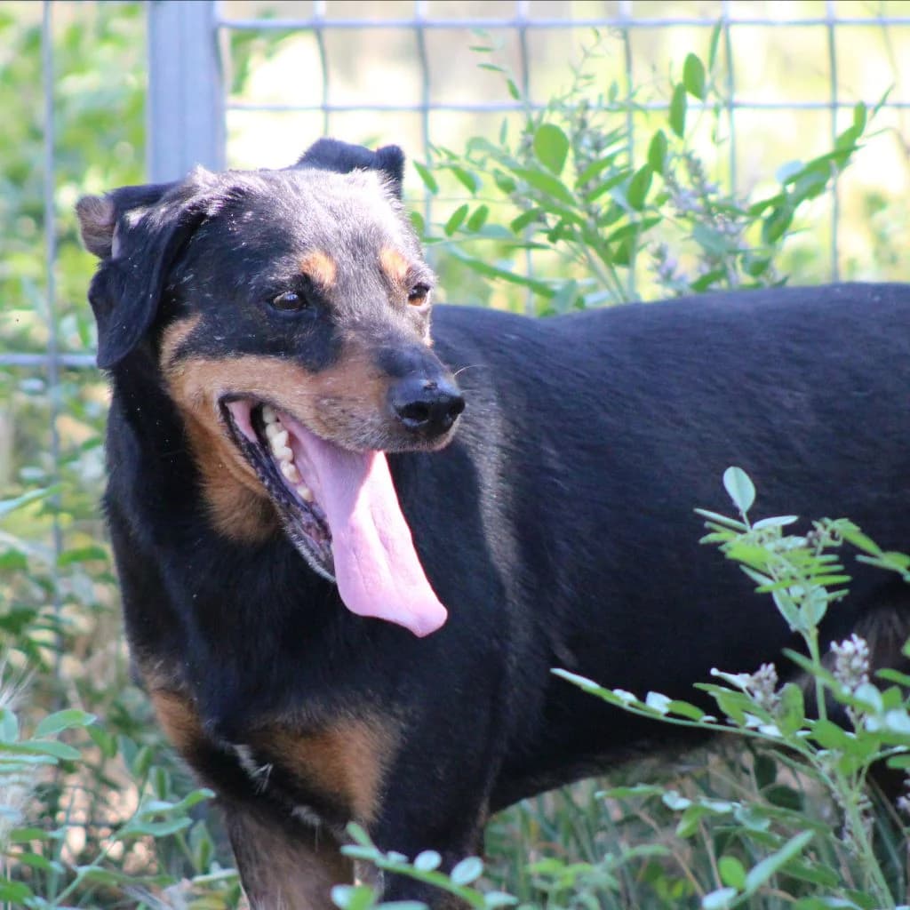 TIRI, male Mixed Breed for adoption at CIMPA Alcalá de Henares