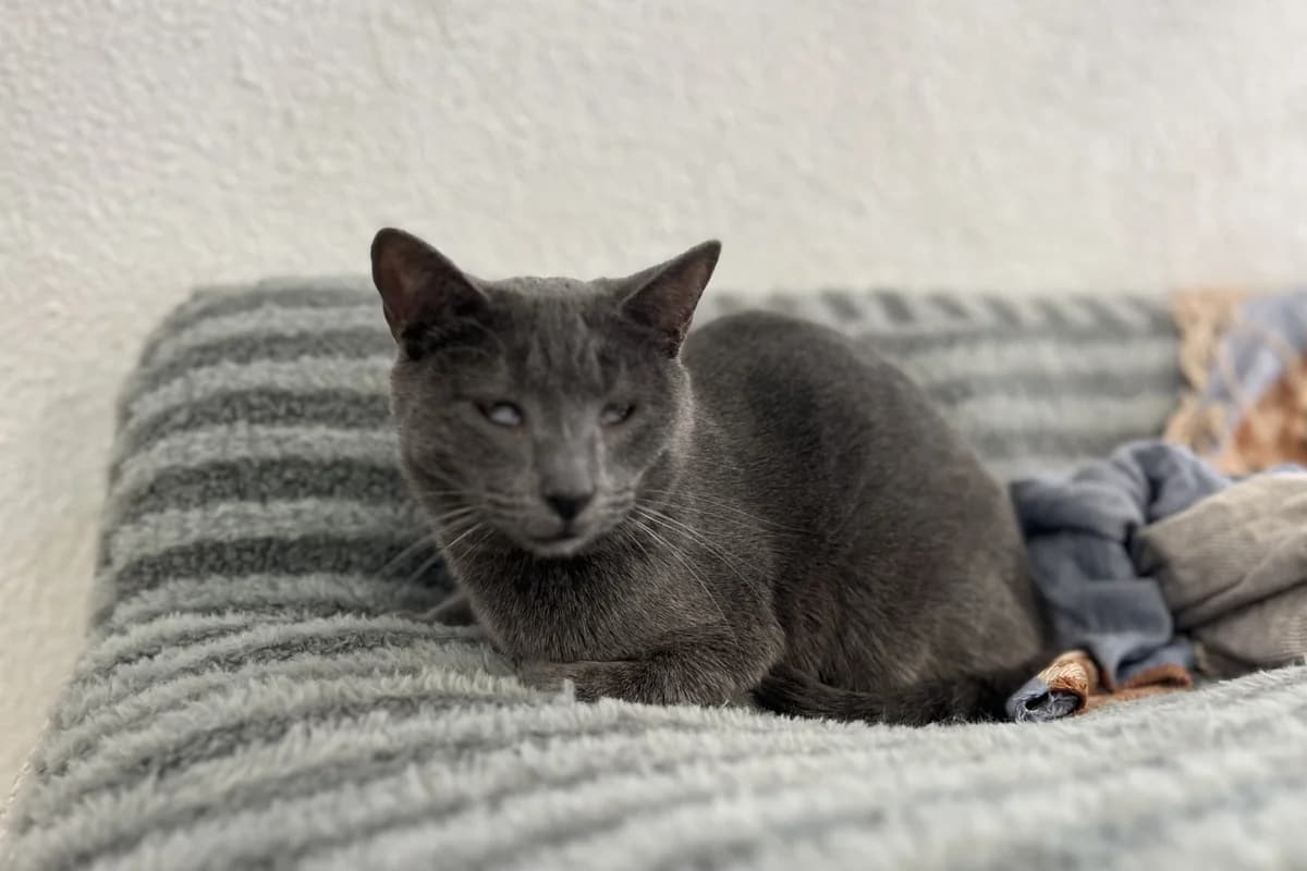 TORNADO, male Russian Blue for adoption at CIMPA Alcalá de Henares
