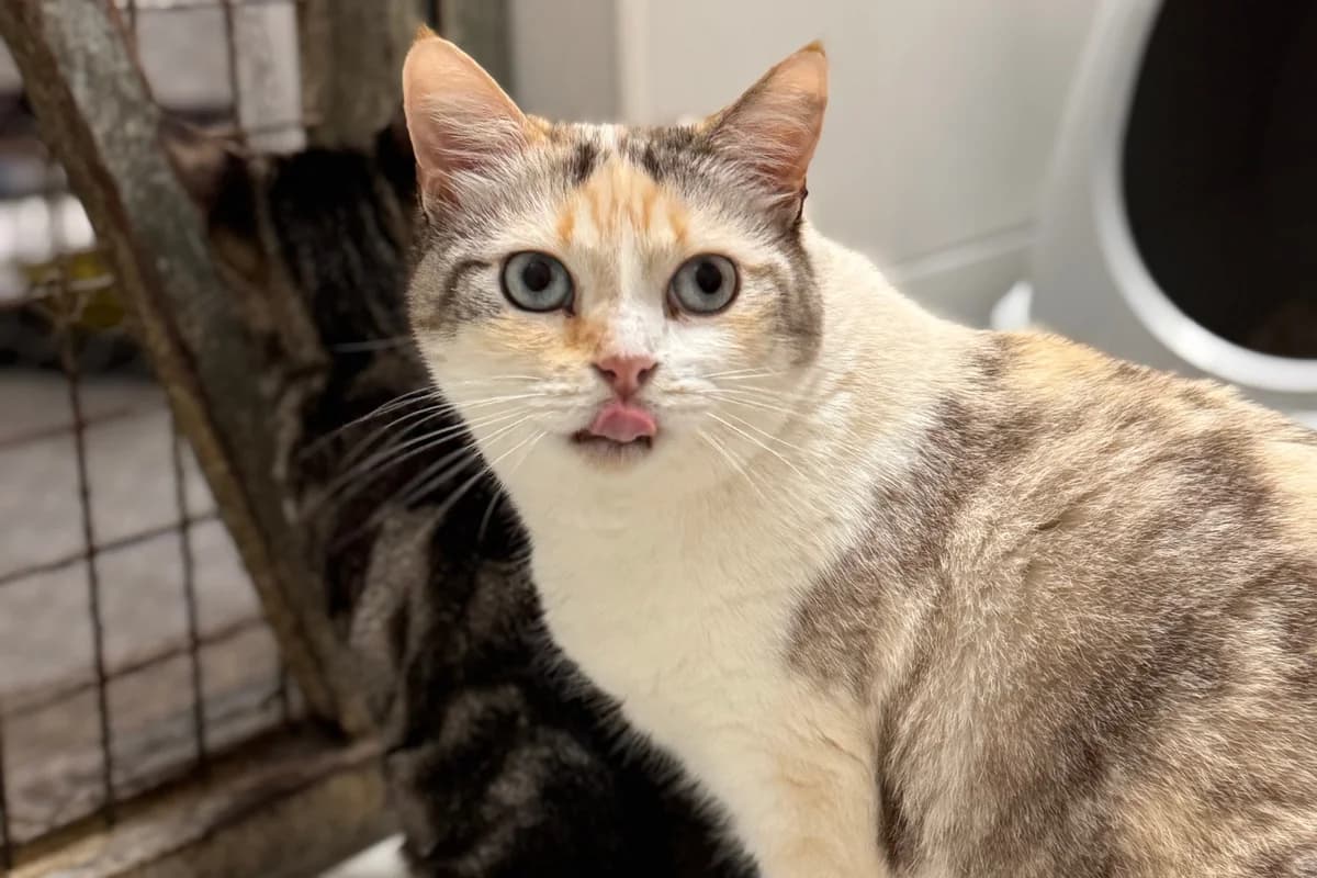 TRIVIAL, female young European Shorthair for adoption at CIMPA Alcalá de Henares