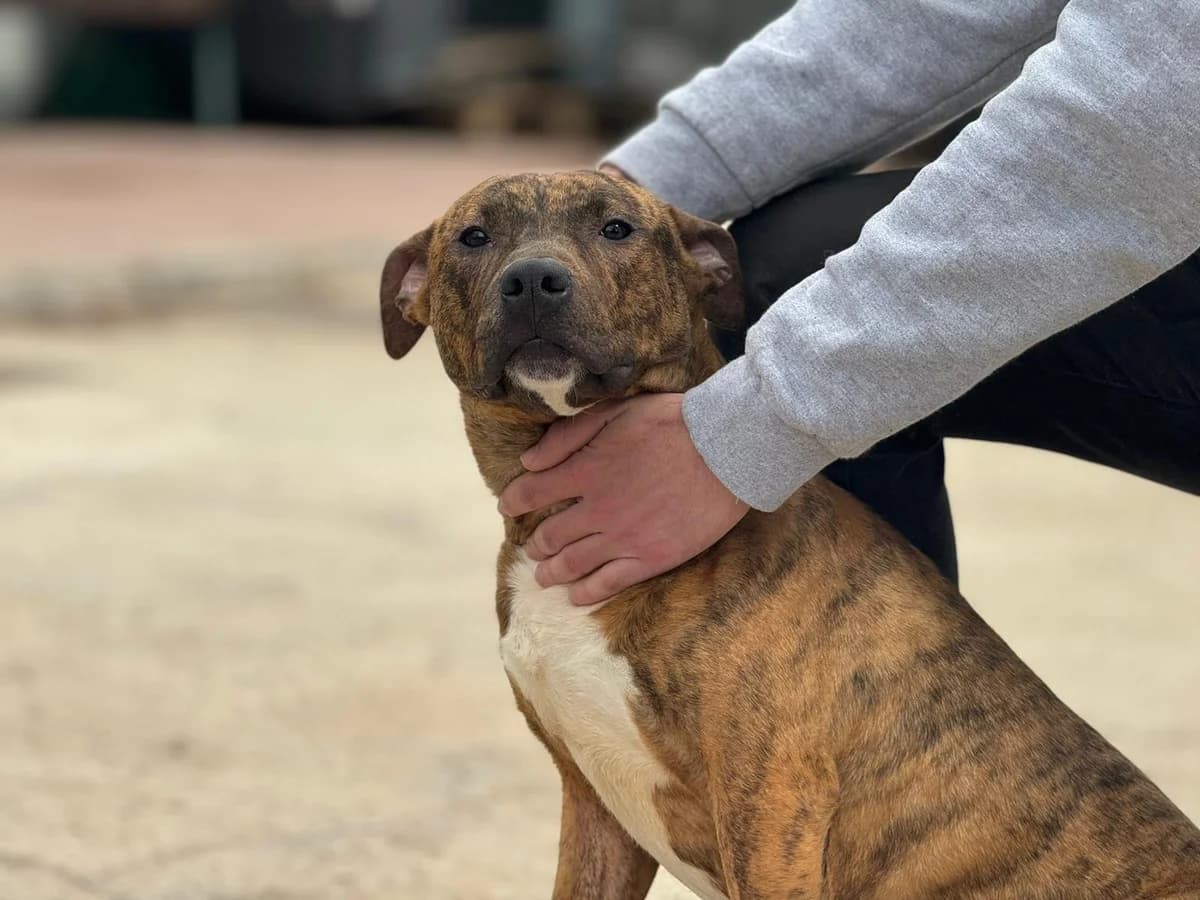 TRON, male Mixed Breed for adoption at CIMPA Alcalá de Henares
