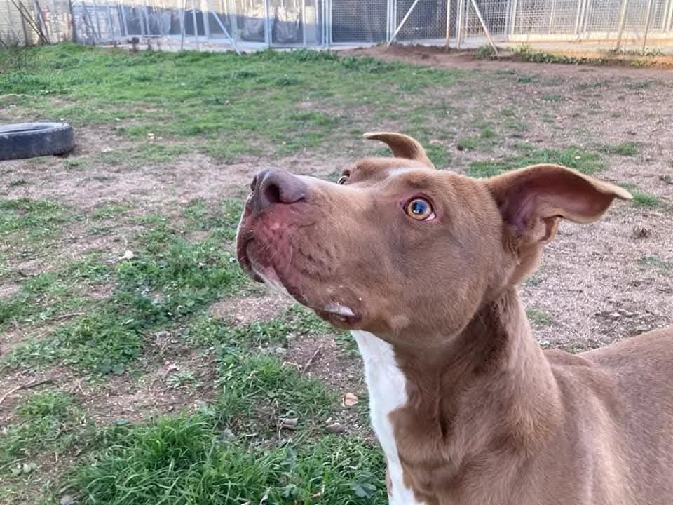 TYSON, male Mixed Breed for adoption at CIMPA Alcalá de Henares