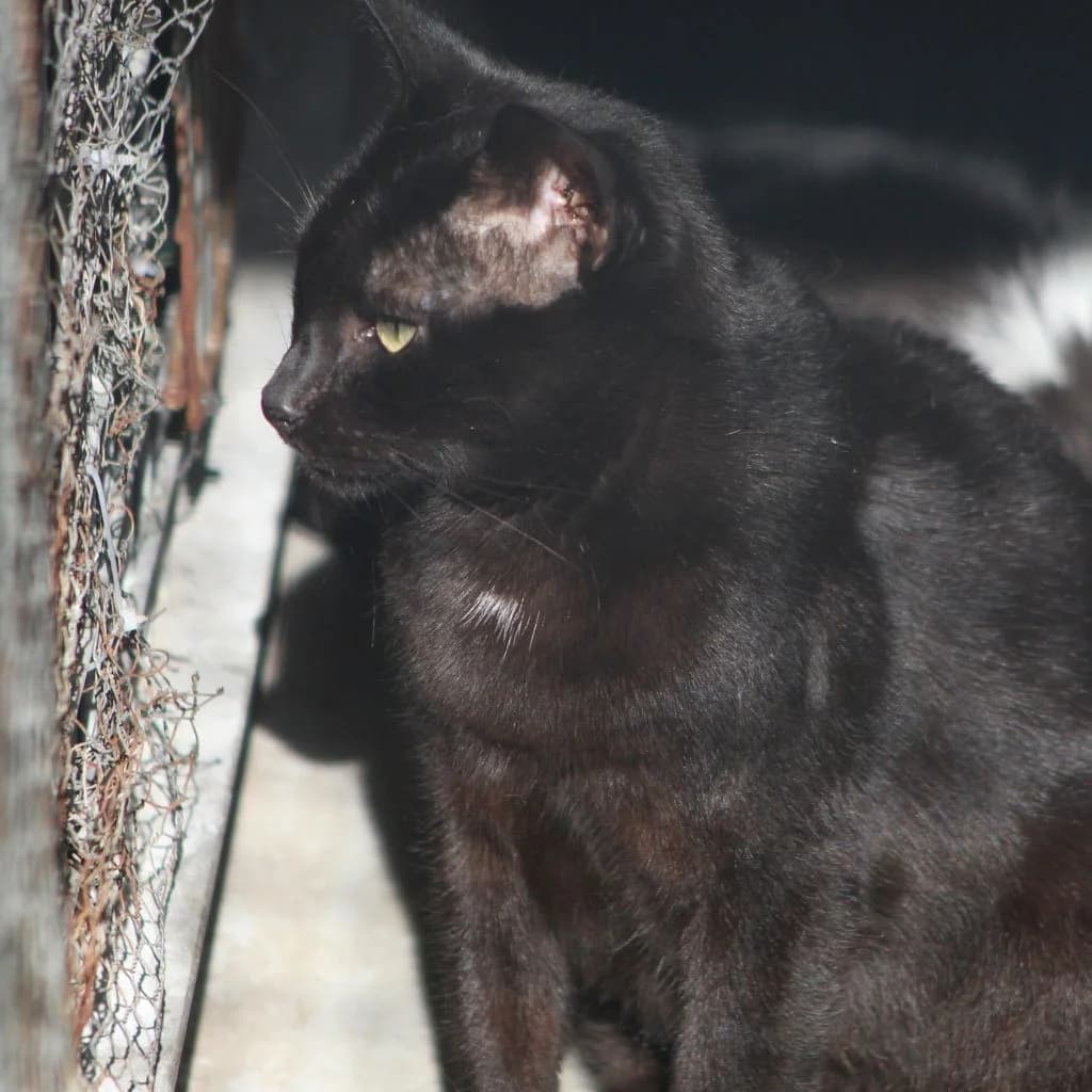 UREX, male European Shorthair for adoption at CIMPA Alcalá de Henares