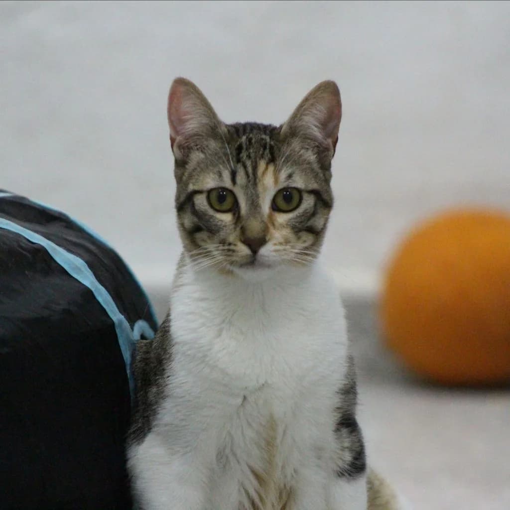 VALKIRIA, female European Shorthair for adoption at CIMPA Alcalá de Henares