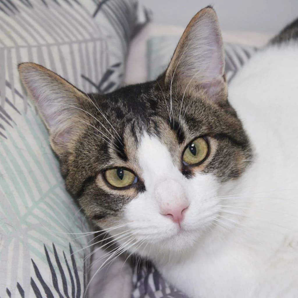 VECTOR, male European Shorthair for adoption at CIMPA Alcalá de Henares