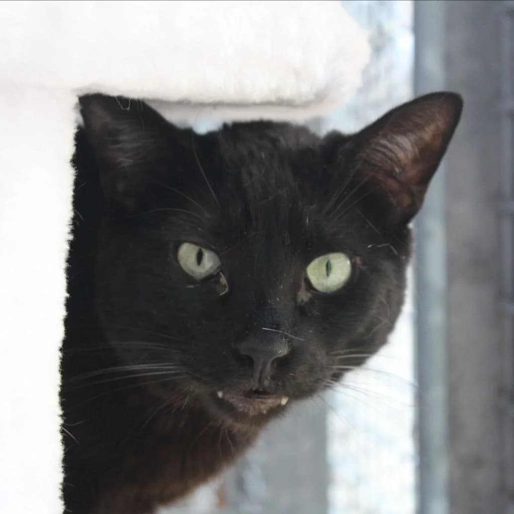 VENECIO, male European Shorthair for adoption at CIMPA Alcalá de Henares
