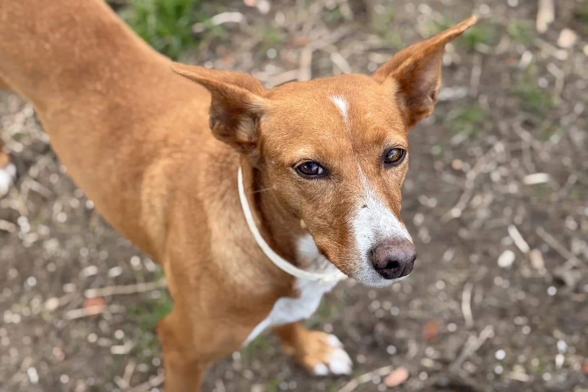 VERA, female Podenco for adoption at CIMPA Alcalá de Henares