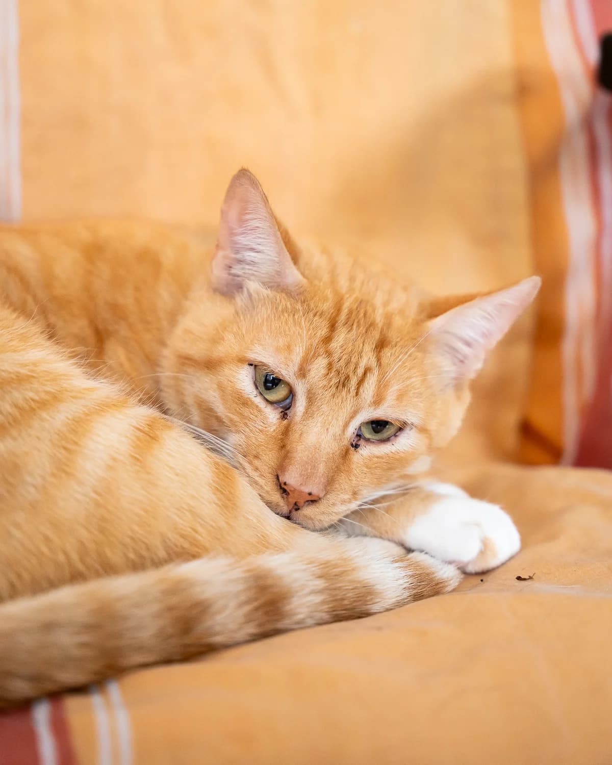 WAKAME, male European Shorthair for adoption at CIMPA Alcalá de Henares