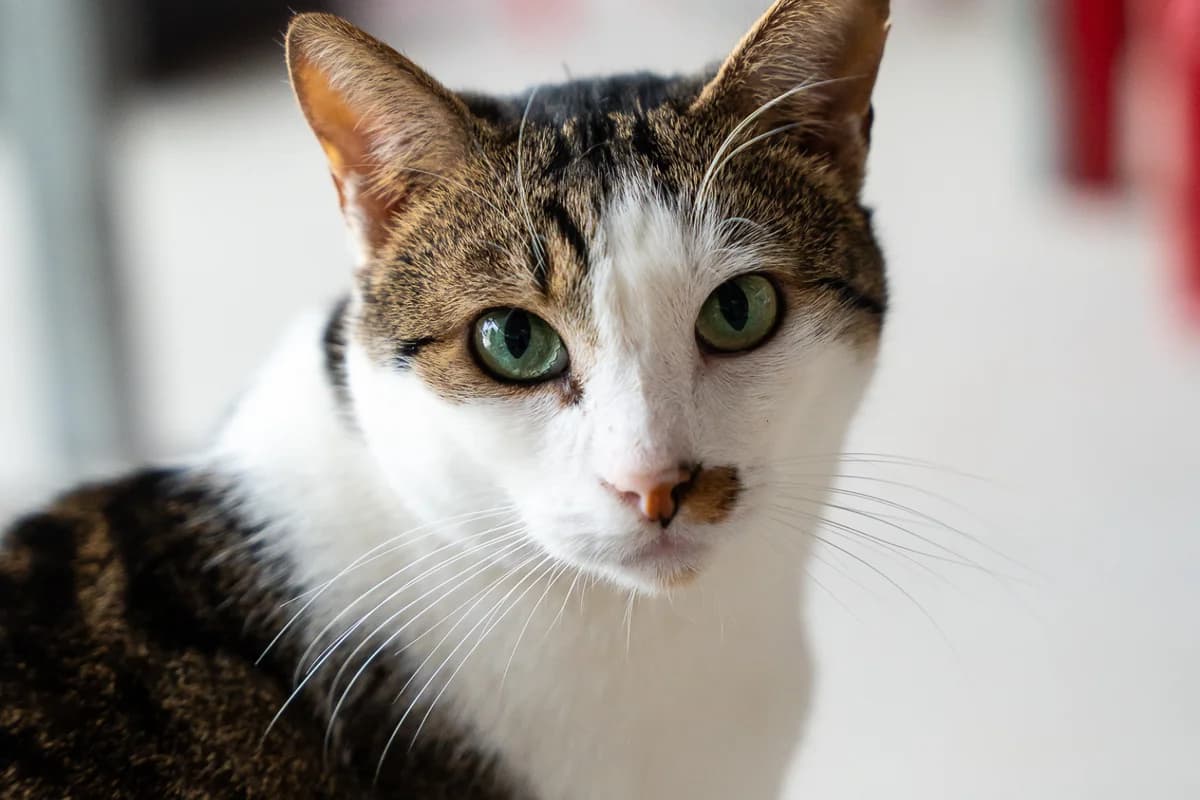 WALLABY, male European Shorthair for adoption at CIMPA Alcalá de Henares