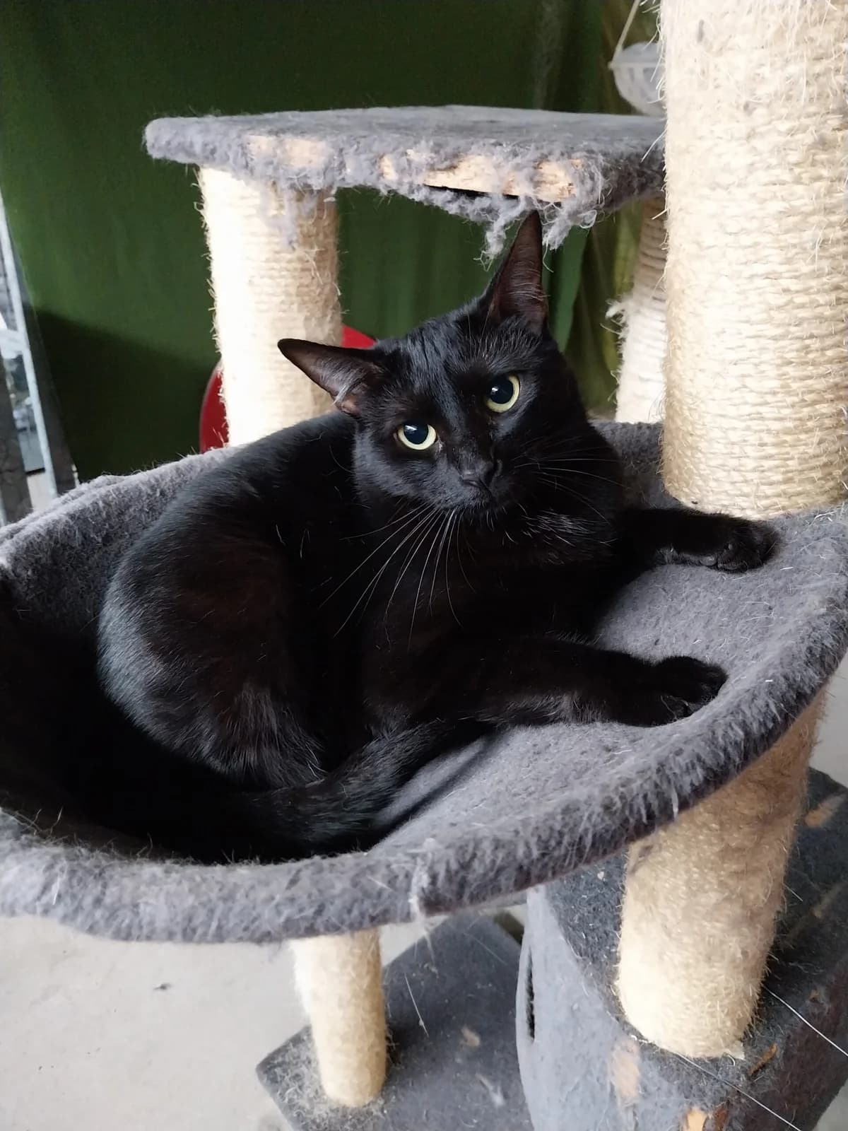 WILLOW, female European Shorthair for adoption at CIMPA Alcalá de Henares