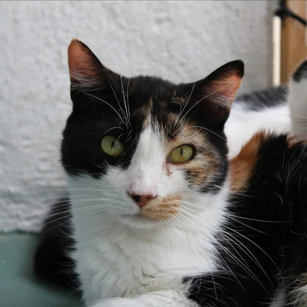 WONDER, female European Shorthair for adoption at CIMPA Alcalá de Henares