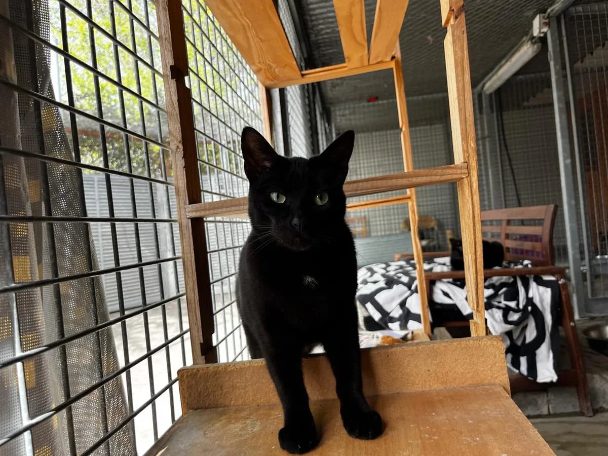 YODA, male European Shorthair for adoption at CIMPA Alcalá de Henares