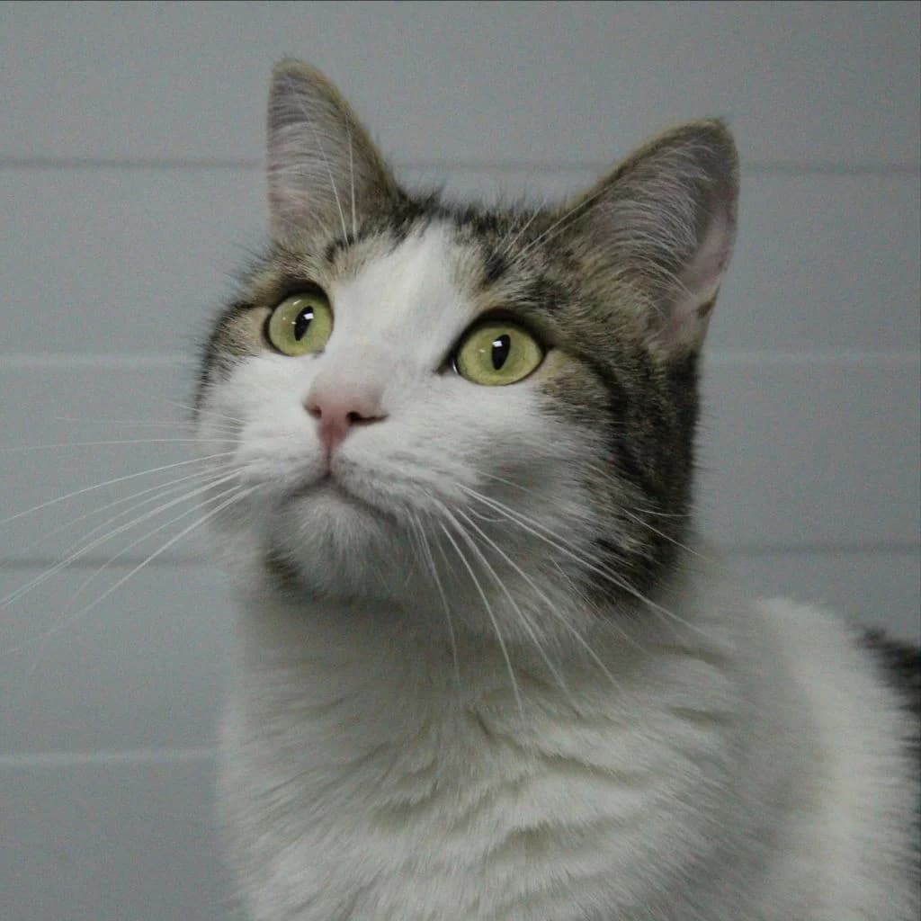 ZANDO, male European Shorthair for adoption at CIMPA Alcalá de Henares