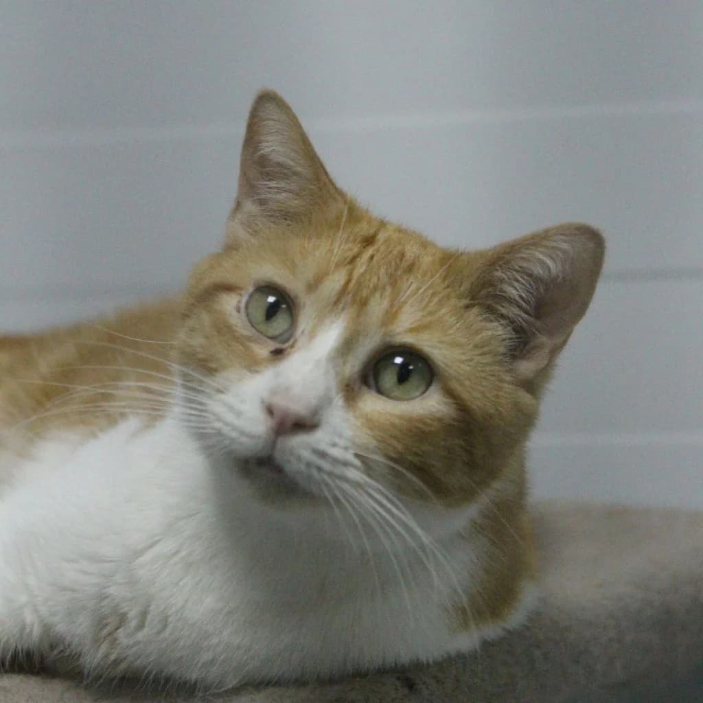 ZARPAS, male European Shorthair for adoption at CIMPA Alcalá de Henares