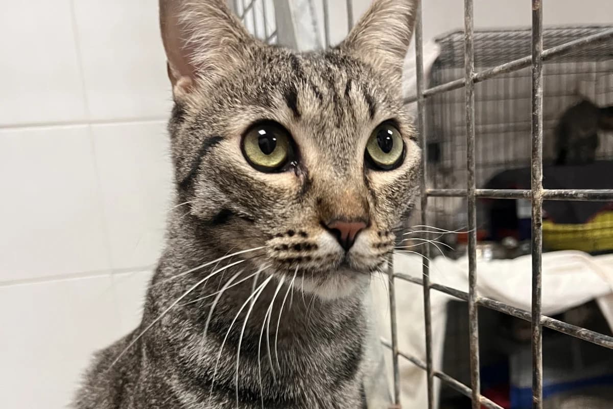 ZEBRO, male European Shorthair for adoption at CIMPA Alcalá de Henares