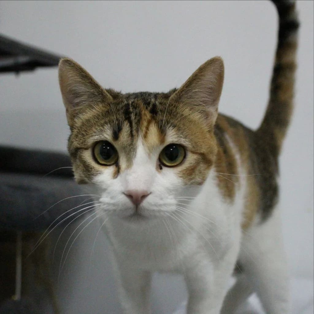 ZITA, female European Shorthair for adoption at CIMPA Alcalá de Henares