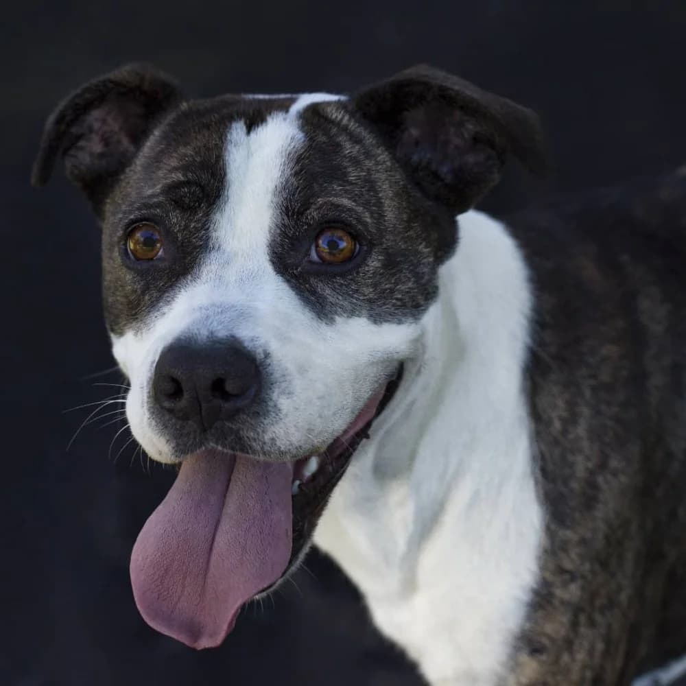 Sofía, female 7yo Mixed Breed for adoption at Colaboración Animal La Rioja