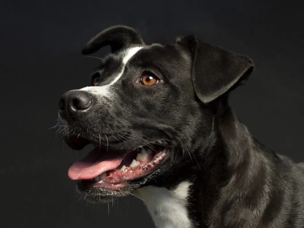 Fran, male senior Mixed Breed for adoption at Colaboración Animal La Rioja