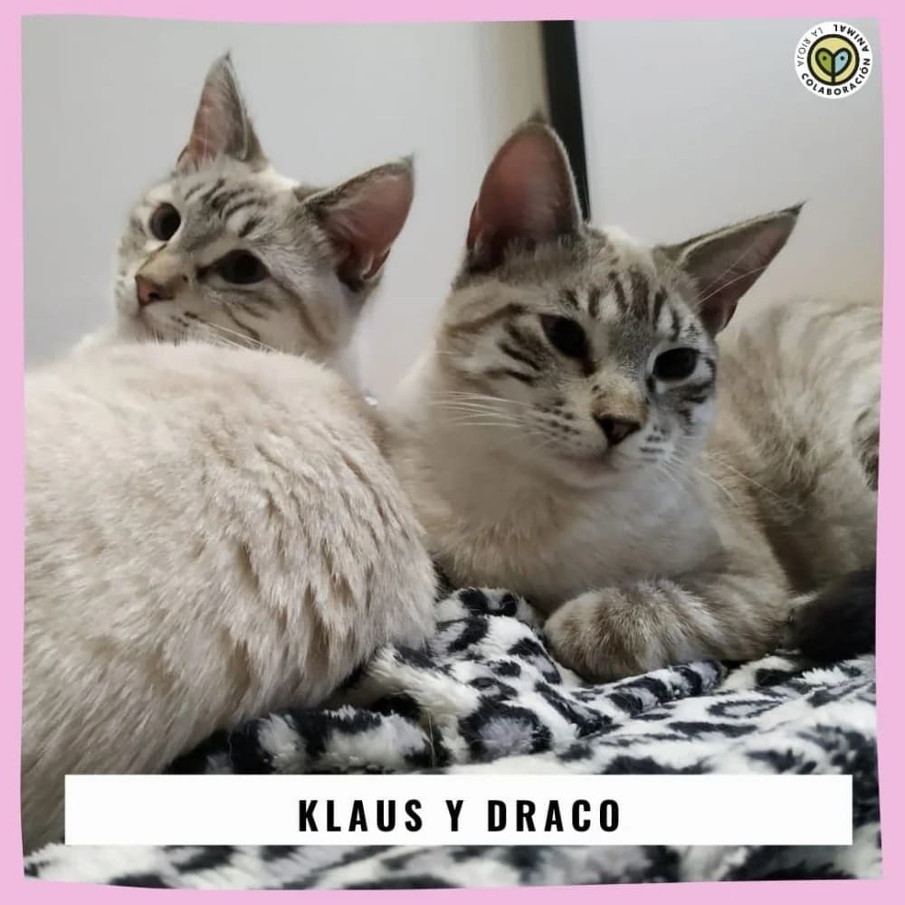 Klaus, male 5yo Mixed Breed for adoption at Colaboración Animal La Rioja