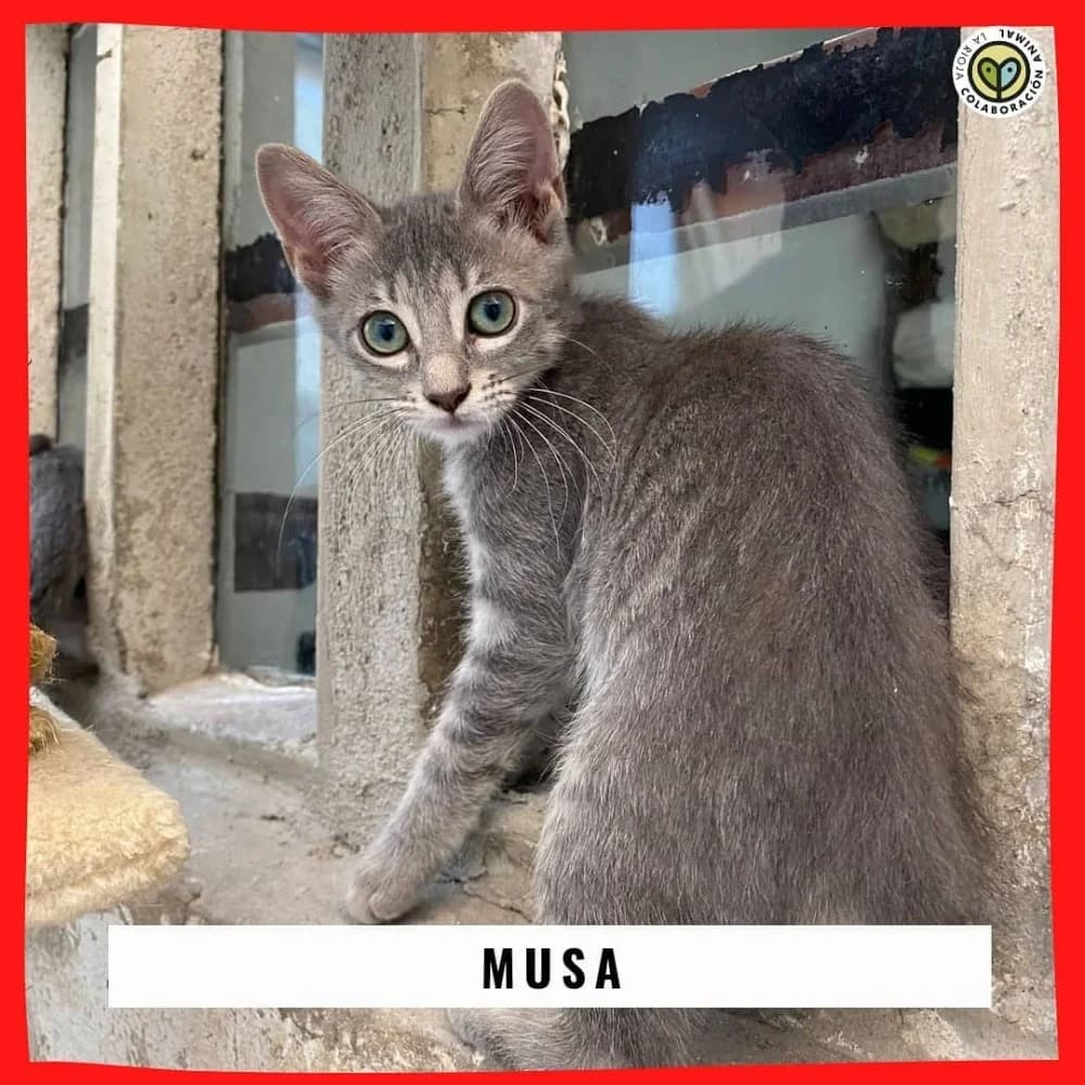 Musa, female 5yo Mixed Breed for adoption at Colaboración Animal La Rioja