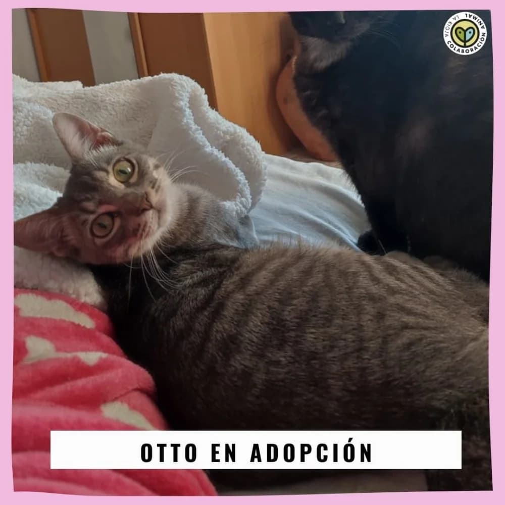 Otelo, male 5yo Mixed Breed for adoption at Colaboración Animal La Rioja
