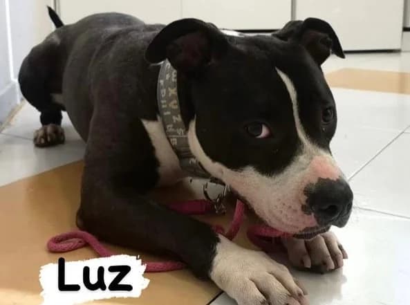 Luz, female 5yo Mixed Breed for adoption at Colaboración Animal La Rioja