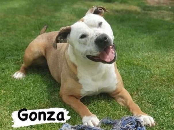 Gonza, male senior Mixed Breed for adoption at Colaboración Animal La Rioja