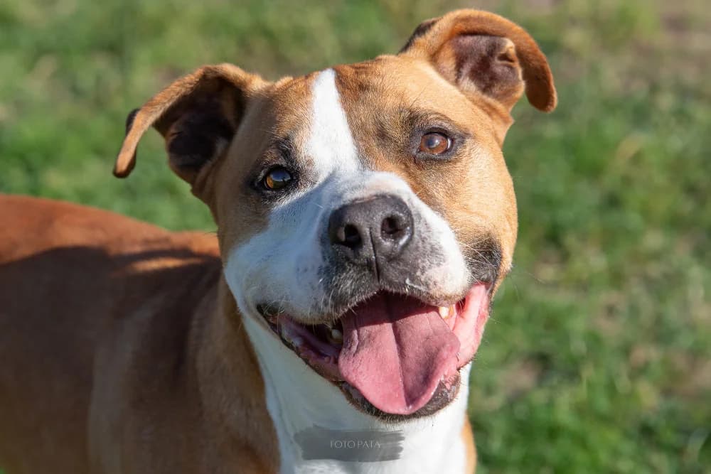 Samuel, male senior Mixed Breed for adoption at Colaboración Animal La Rioja