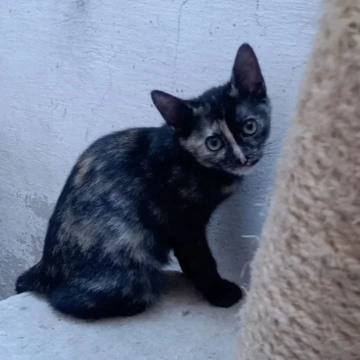 Cris, female 3yo Mixed Breed for adoption at Colaboración Animal La Rioja