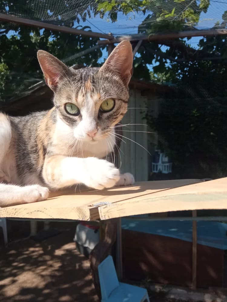 Leonor, female 5yo Mixed Breed for adoption at Colaboración Animal La Rioja