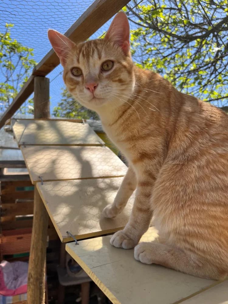 Ander, male 3yo Mixed Breed for adoption at Colaboración Animal La Rioja