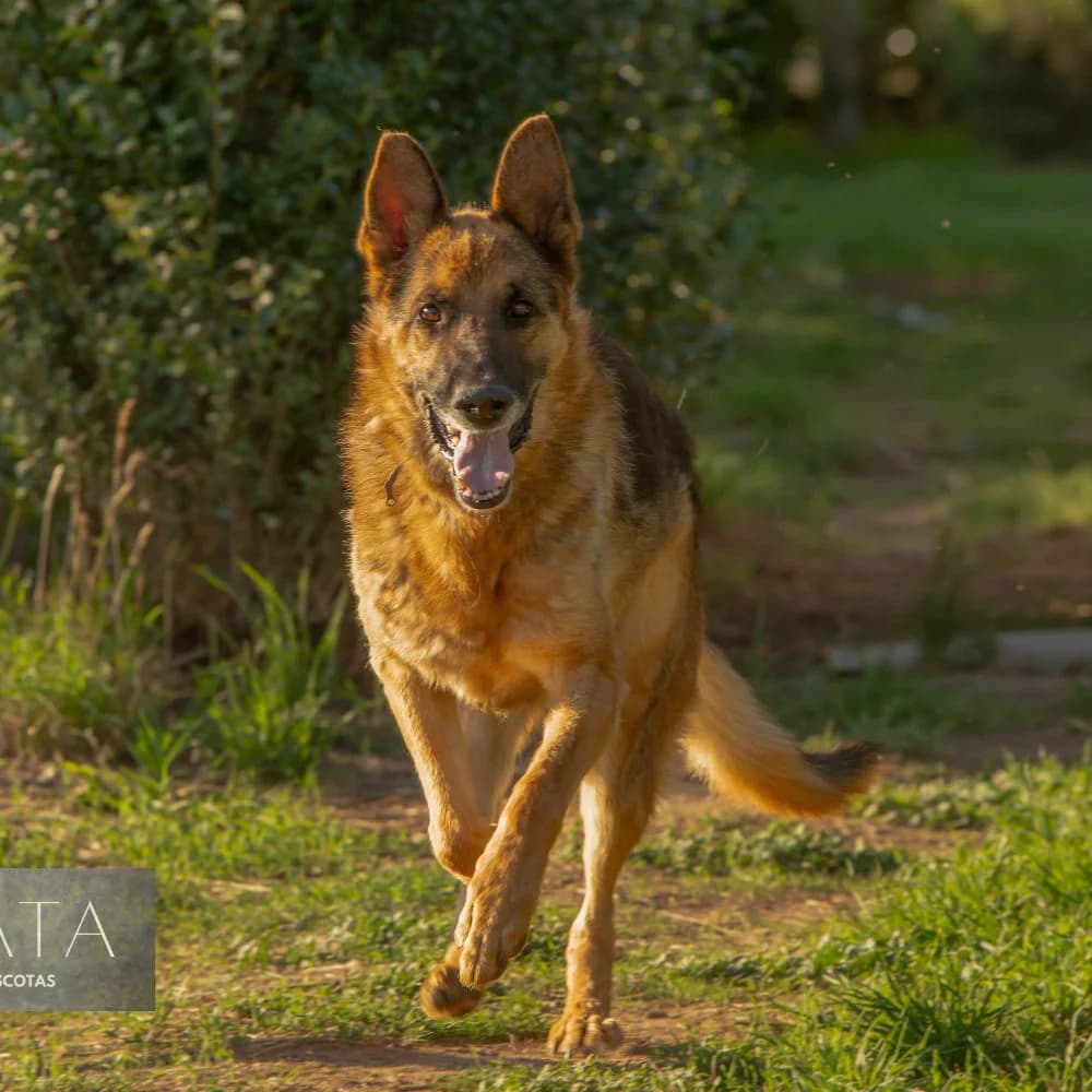 Alejo, male senior Mixed Breed for adoption at Colaboración Animal La Rioja