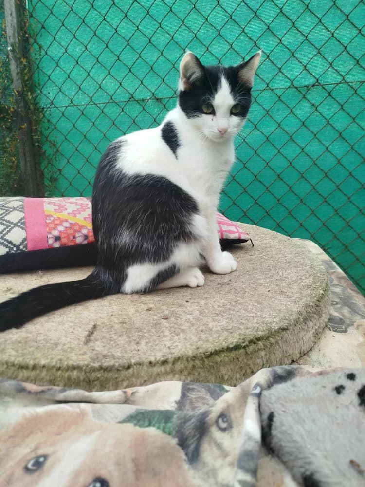 Raul, male young Mixed Breed for adoption at Colaboración Animal La Rioja