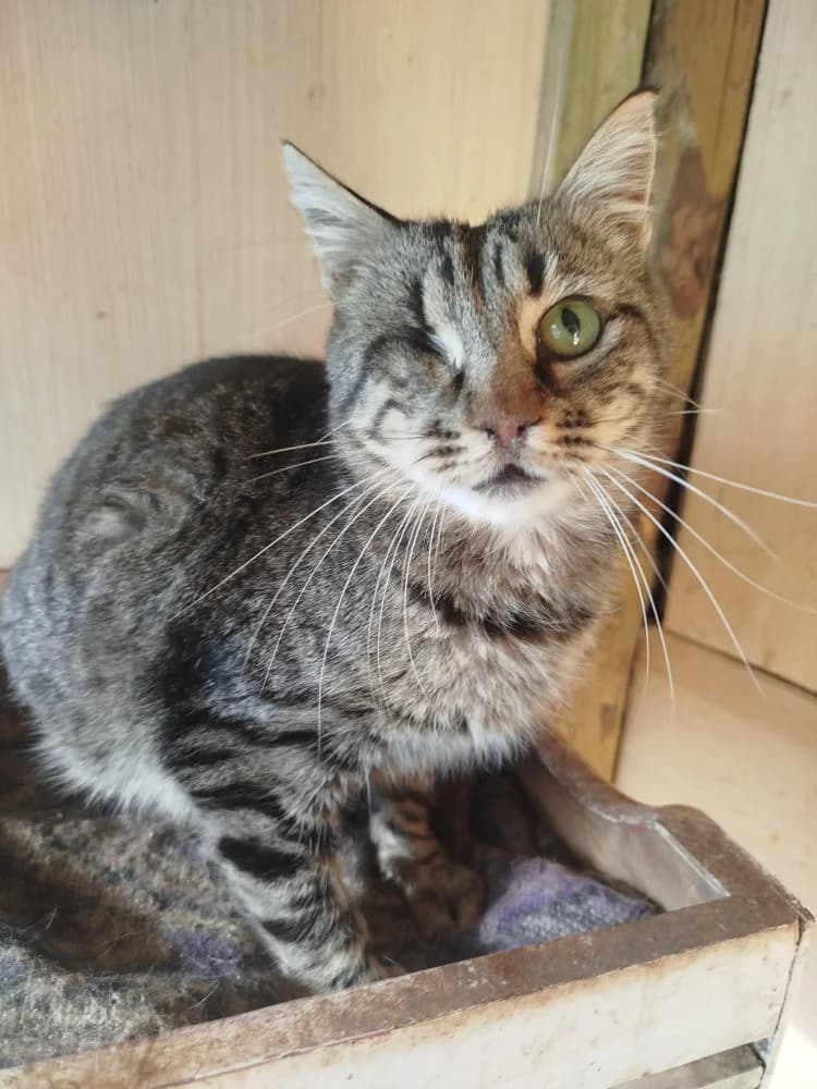 Luca, male 3yo Mixed Breed for adoption at Colaboración Animal La Rioja