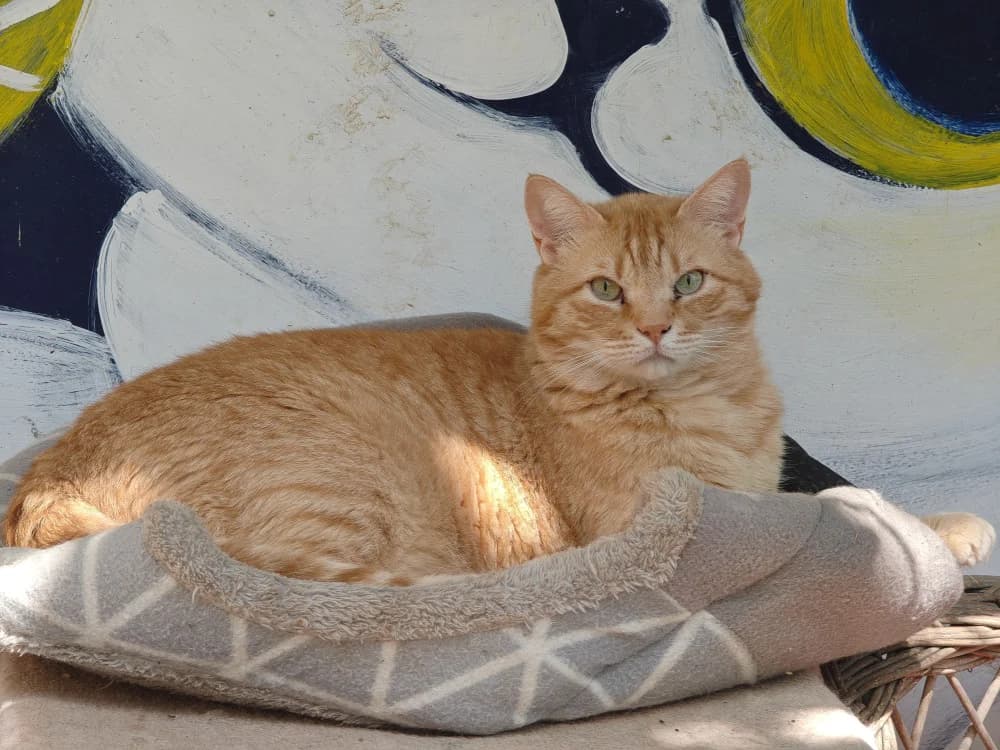 Ari, male 4yo Mixed Breed for adoption at Colaboración Animal La Rioja