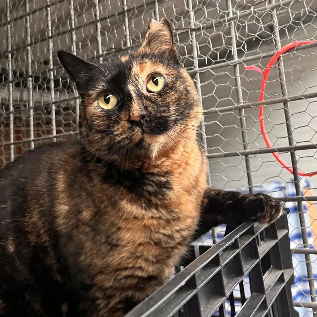 Ajedrez, female 4yo European Shorthair for adoption at Con Alma Protectora