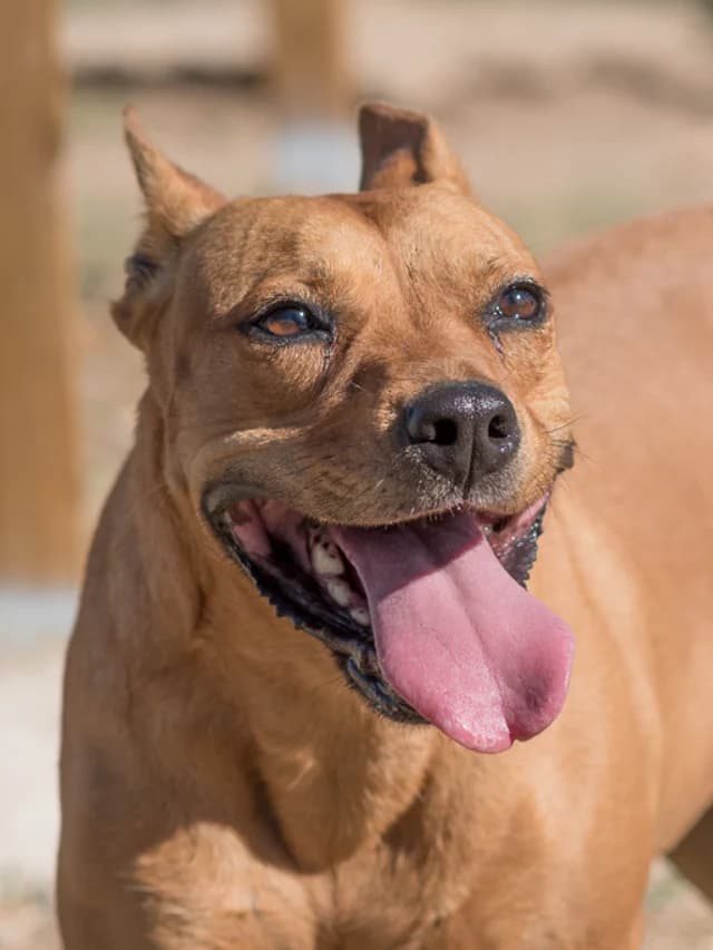 Alma, female senior Mixed Breed for adoption at Con Alma Protectora