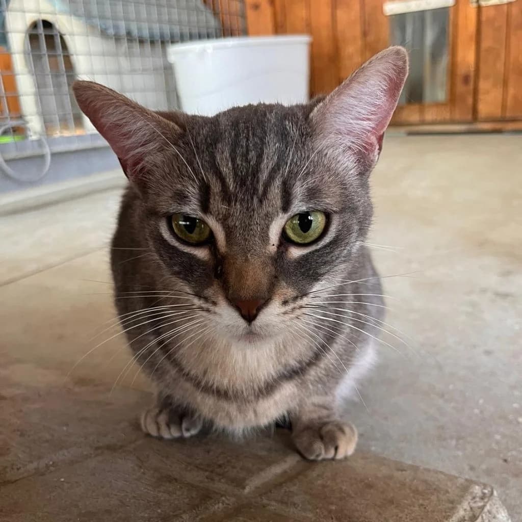 ANNABELLE, female 4yo European Shorthair for adoption at Con Alma Protectora