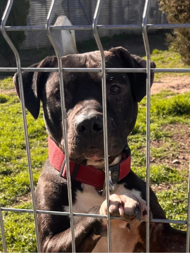Athila, male 6yo Pit Bull Terrier for adoption at Con Alma Protectora