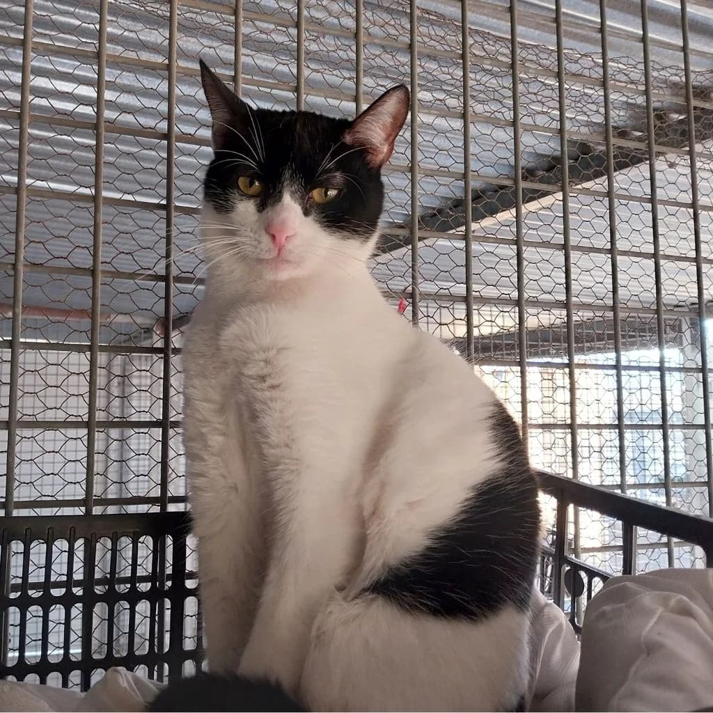 ÁTICA, female 4yo European Shorthair for adoption at Con Alma Protectora