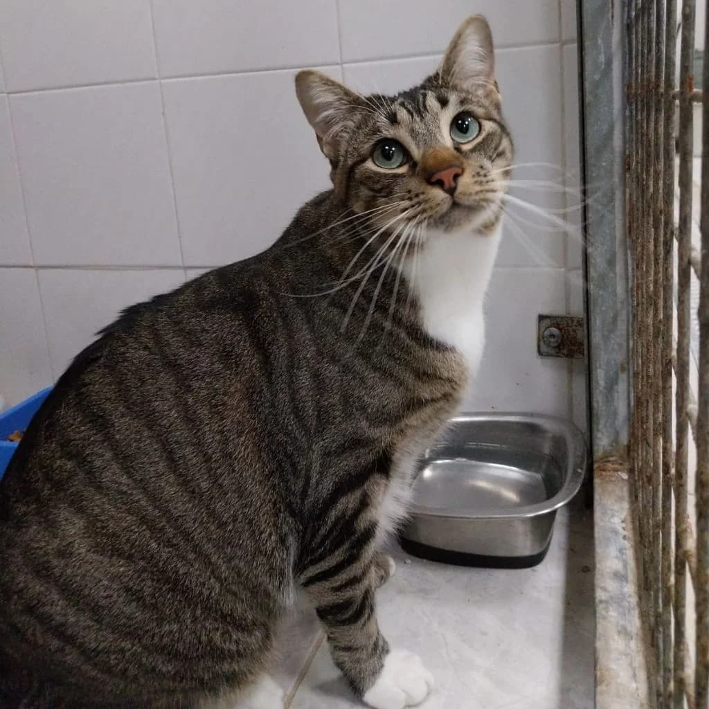 AXEL, male 4yo European Shorthair for adoption at Con Alma Protectora