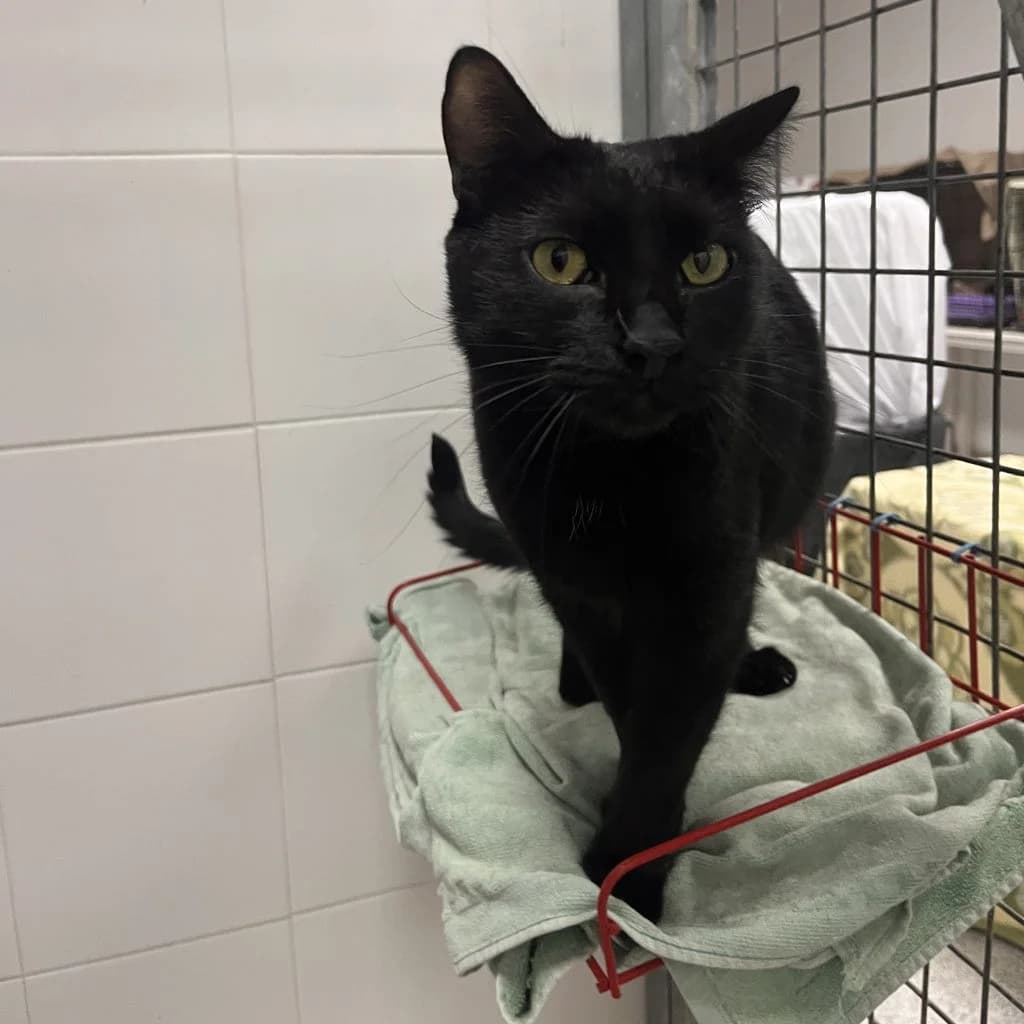AZABACHE, male 3yo European Shorthair for adoption at Con Alma Protectora